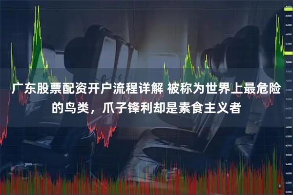广东股票配资开户流程详解 被称为世界上最危险的鸟类，爪子锋利却是素食主义者